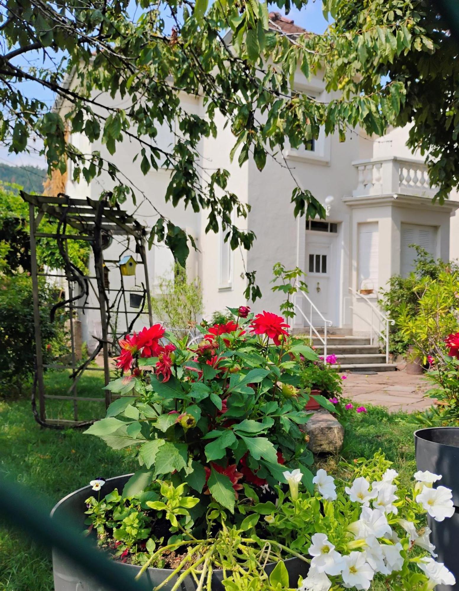 Gite Le Marronnier - Au Calme - Parking & Terrasse - Pres De Colmar Et Riquewihr - Route Des Vins Châtenois Exteriör bild