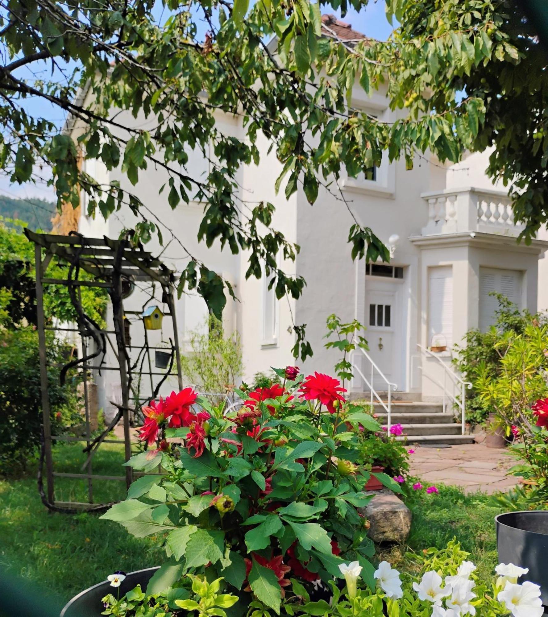 Gite Le Marronnier - Au Calme - Parking & Terrasse - Pres De Colmar Et Riquewihr - Route Des Vins Châtenois Exteriör bild